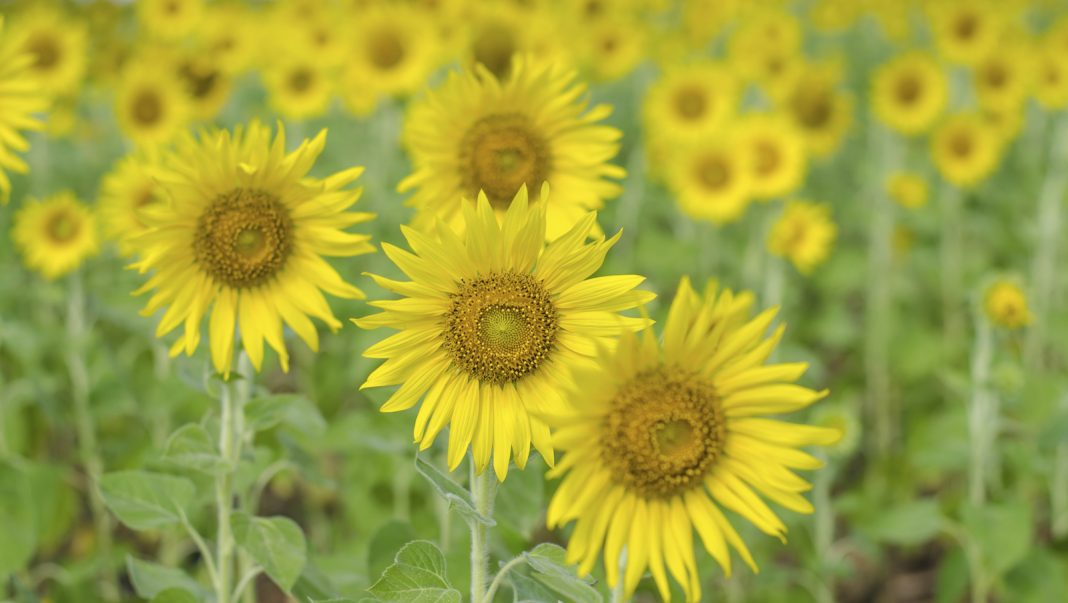 iStock_000082960025_Full