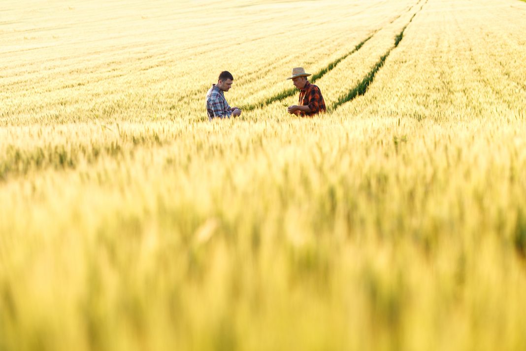 Senior farmer in a field examining crop Immagine
